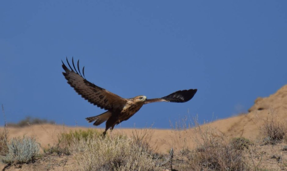 Орнитофауна Кыргызстане