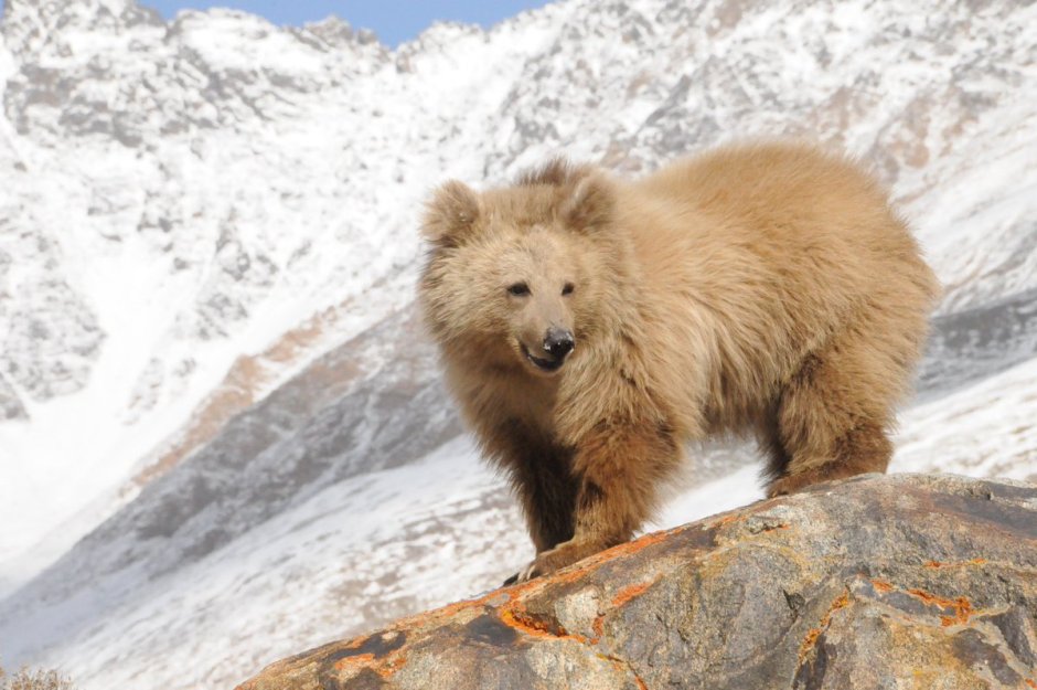 Тянь-Шань ский бурый медведь