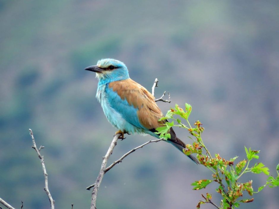 Синебрюхая сизоворонка