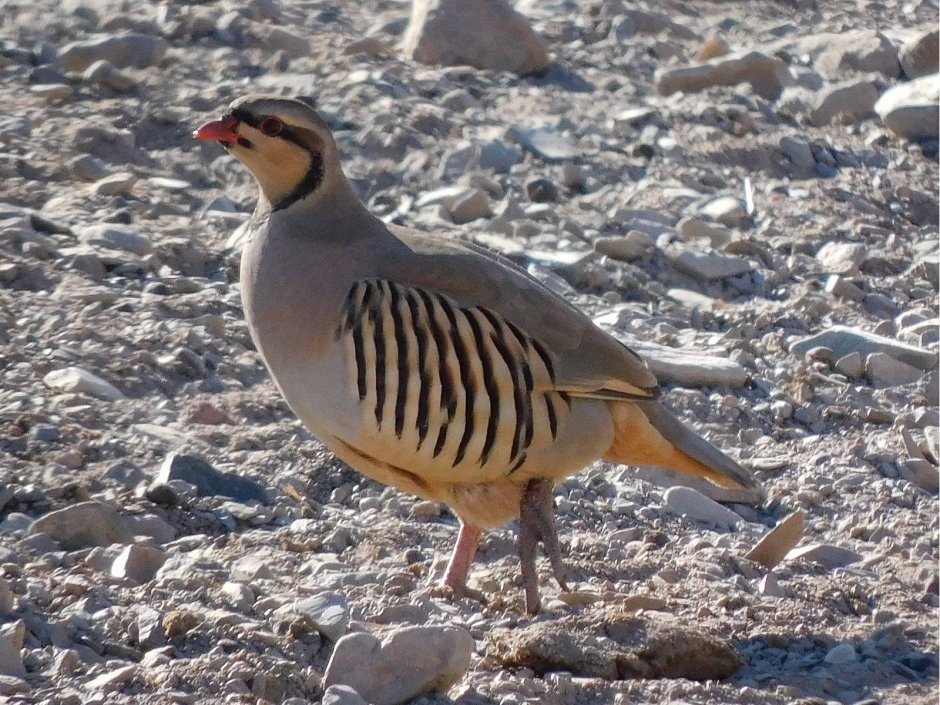 Большой кроншнеп - Numenius Arquata