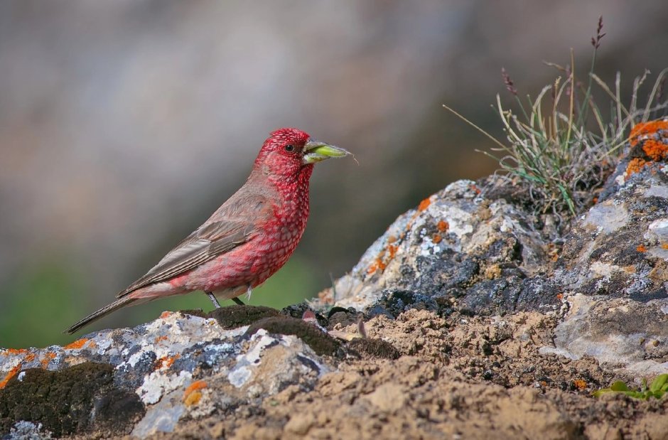 Алтайский заповедник Марал