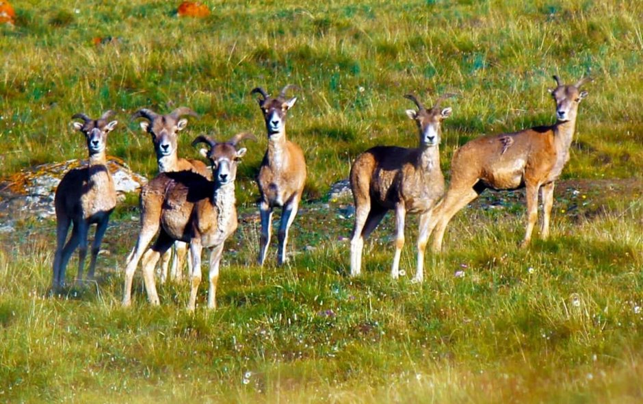 Горы Кыргызстана и Беркут