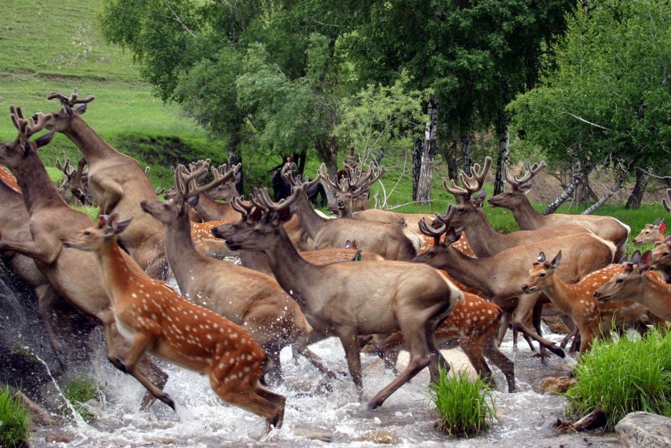 Казахстан Беркут горы