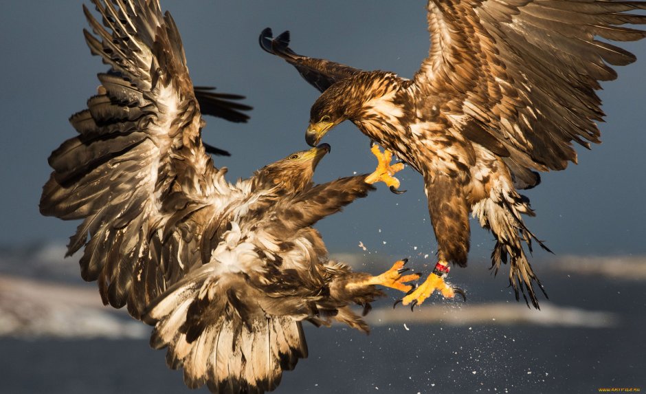 Золотистый Беркут