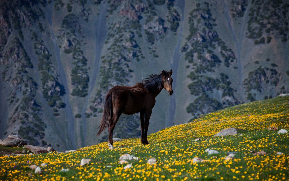 Балкарская порода лошадей Каспар