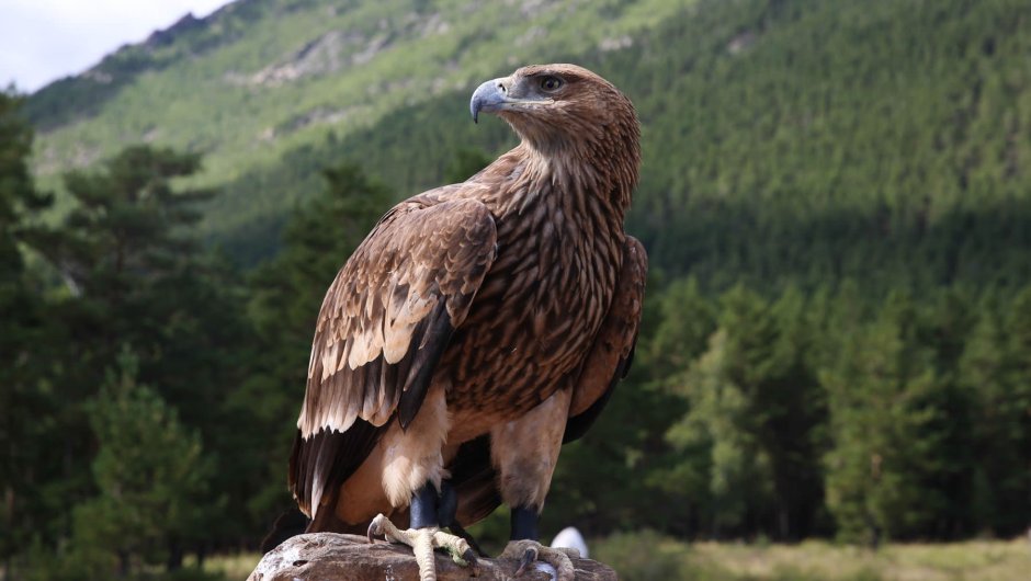 Беркут Северный Кавказ