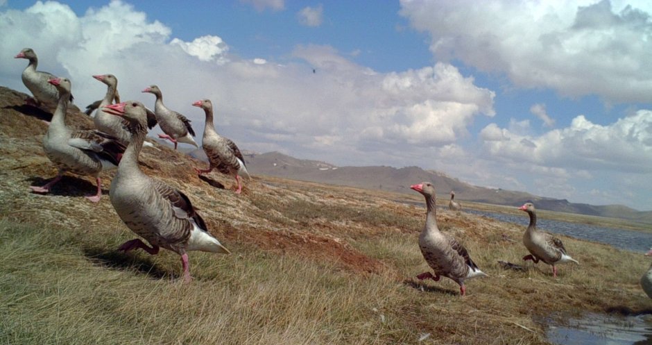 Розовый Фламинго птица