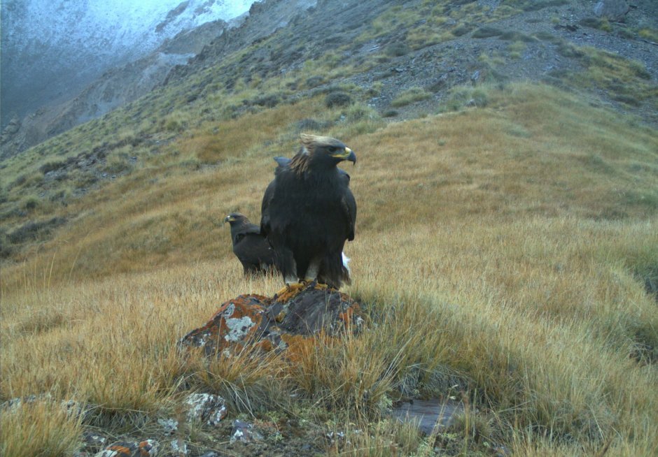 Соколиная охота в Монголии