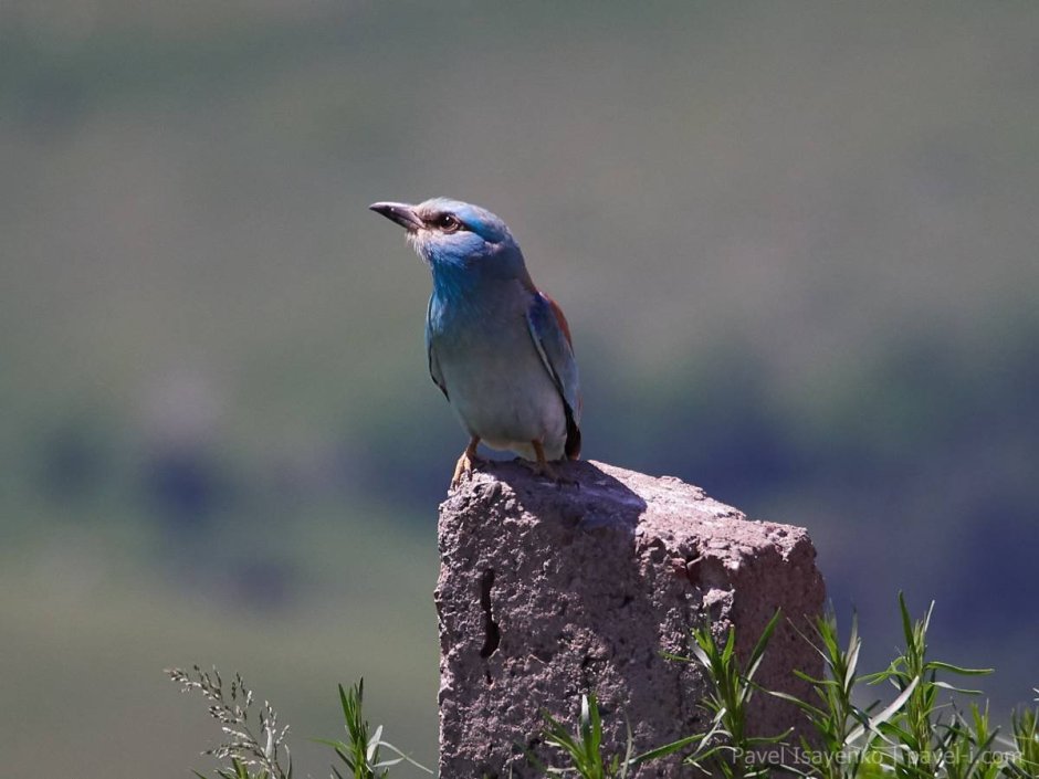 Алтай Кучерлинское озеро лошади