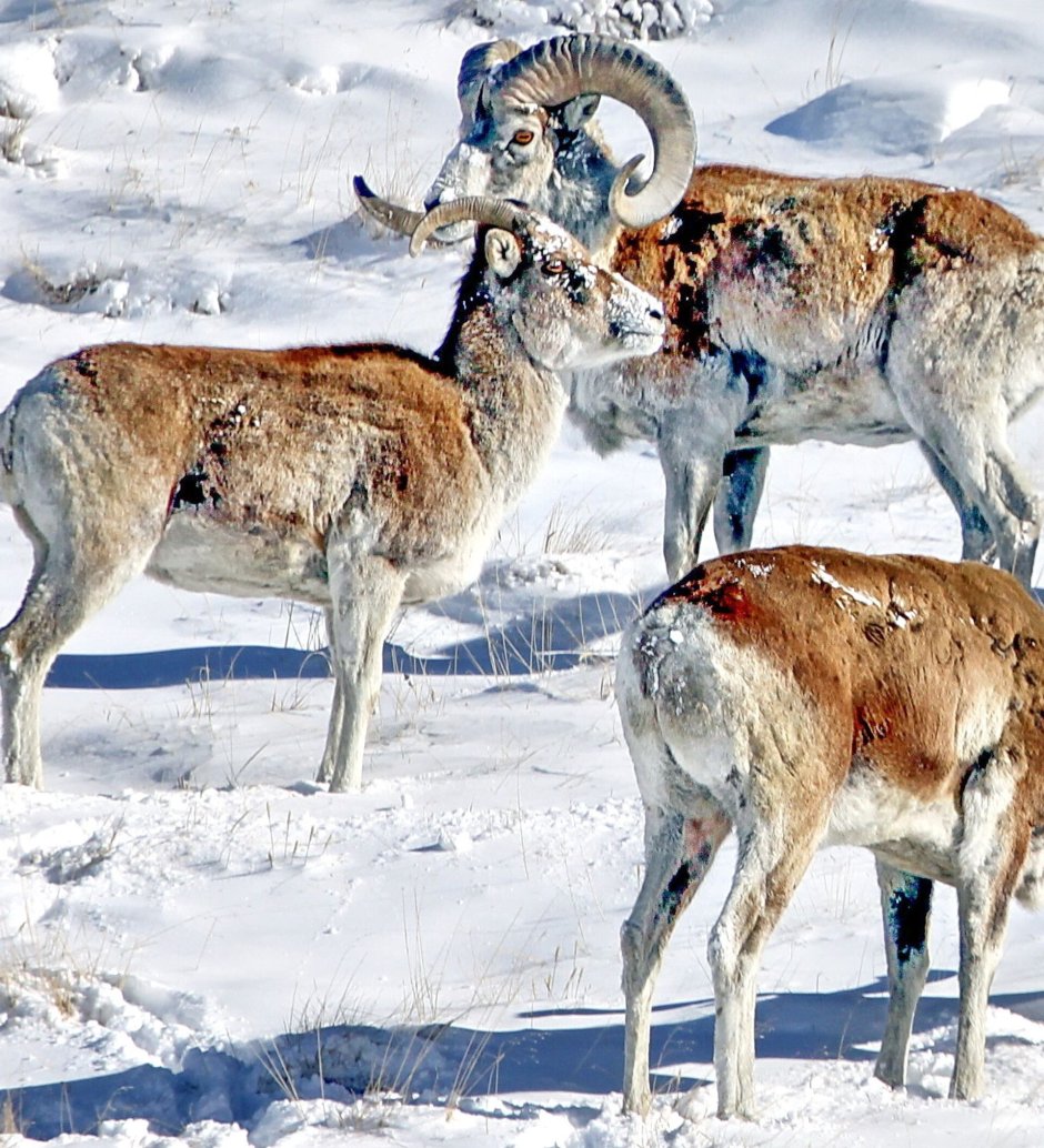 Киргизия животный мир