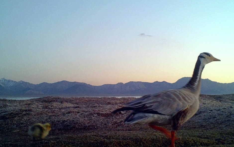 Флора Телецкого озера