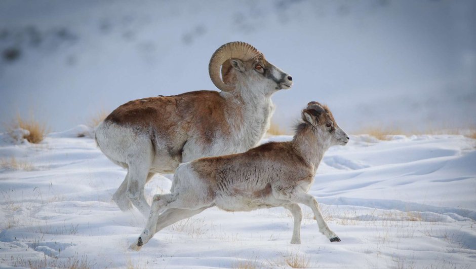 Фауна Киргизии