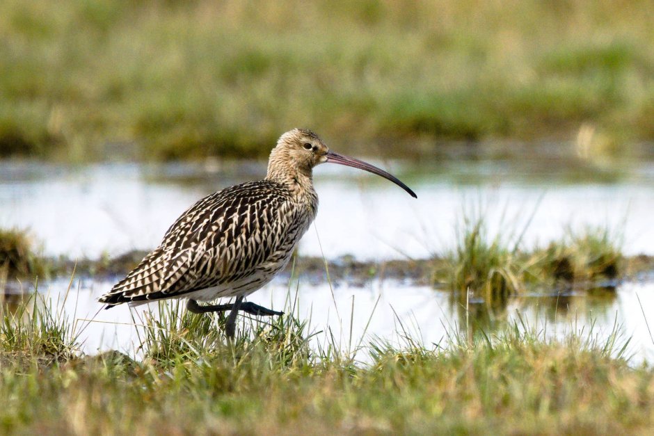 Гималайский Грифон-Стервятник