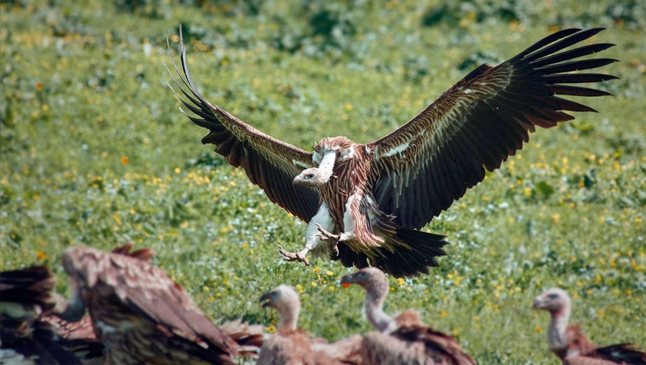 Беркут птицы Кыргызстана