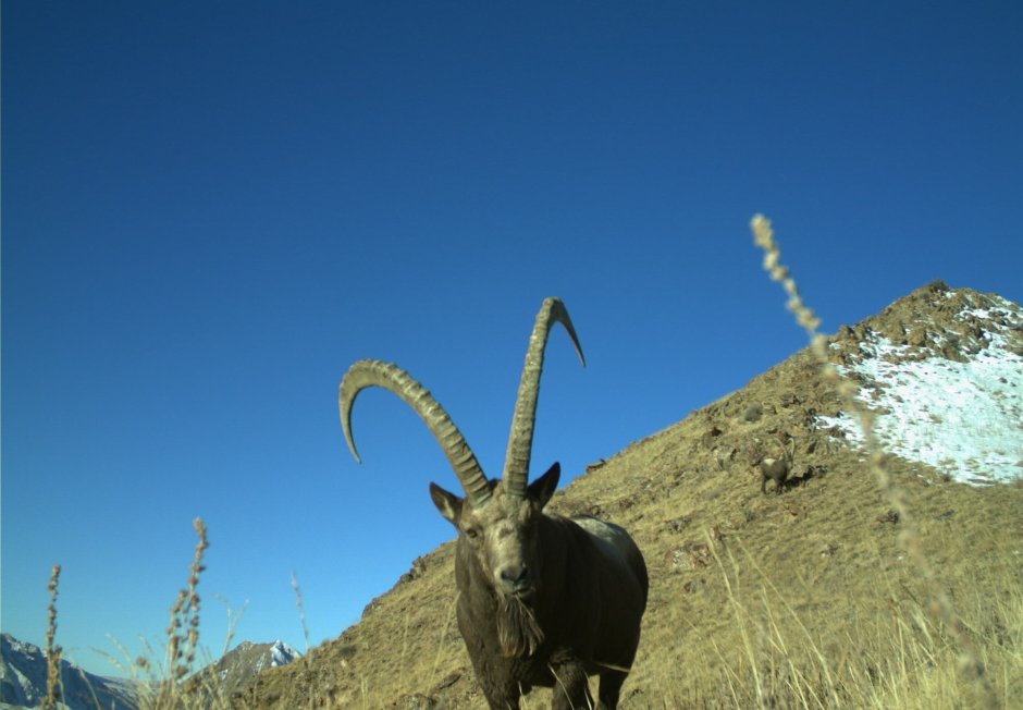 Заповедник Иссык Кульский Киргизия