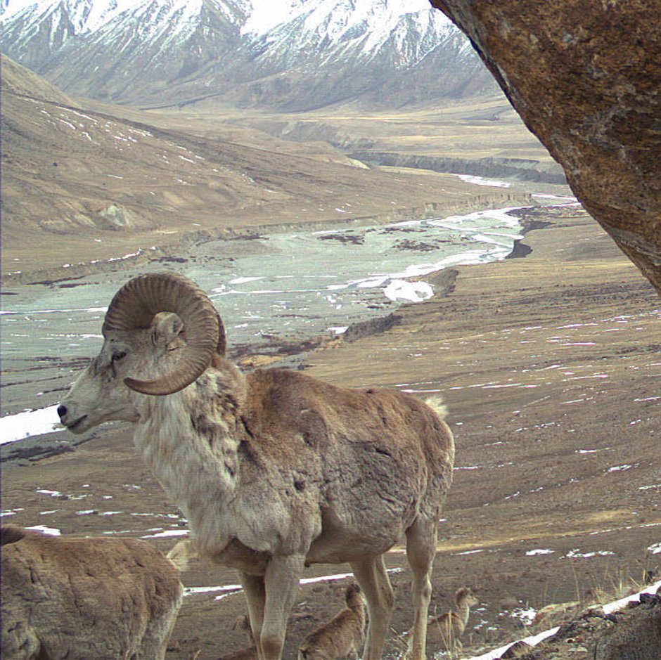 Чуйков охотник с Беркутом