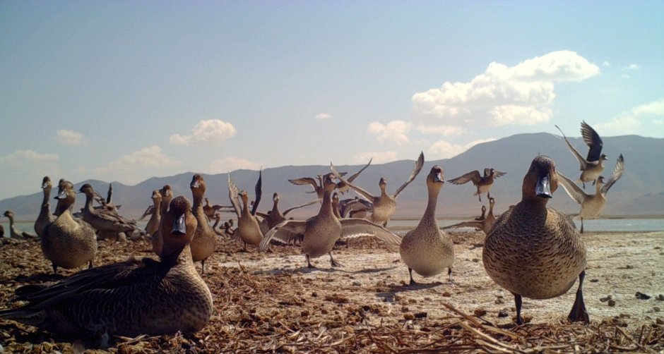Белоголовый Беркут Дагестан