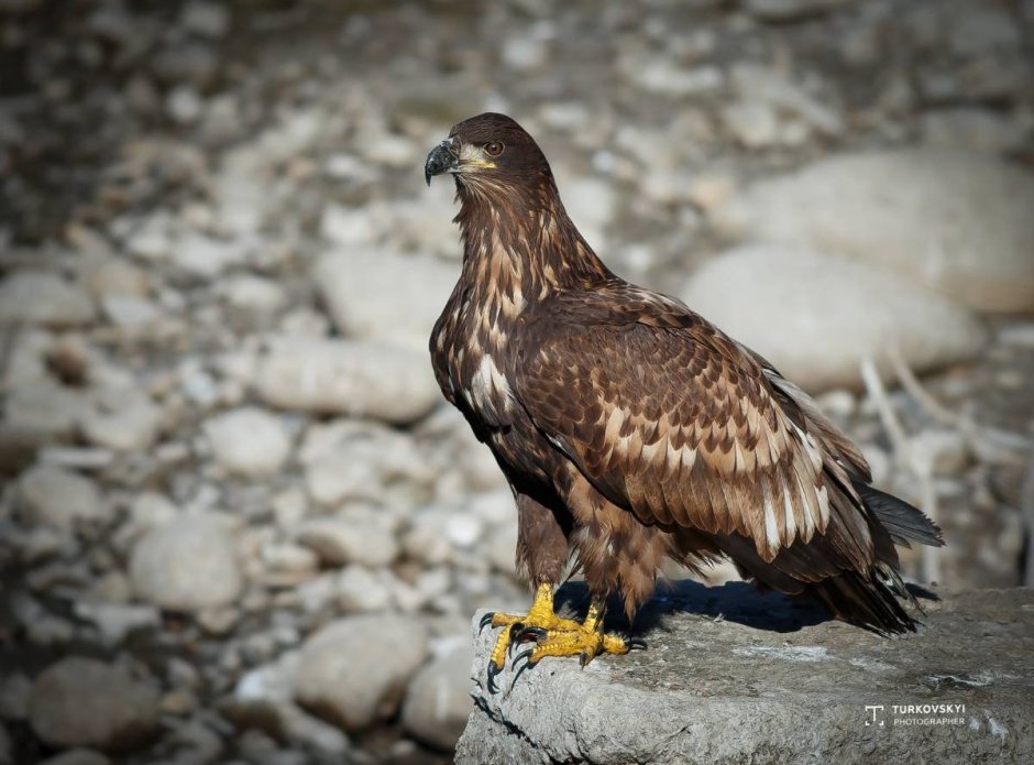 Иссык-Кульский заповедник животные
