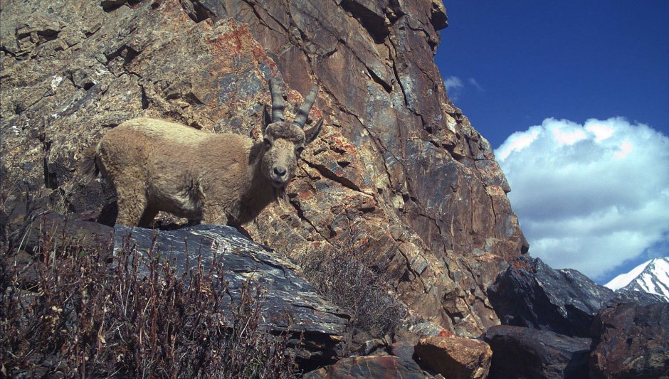 Дикие птицы в Киргизии