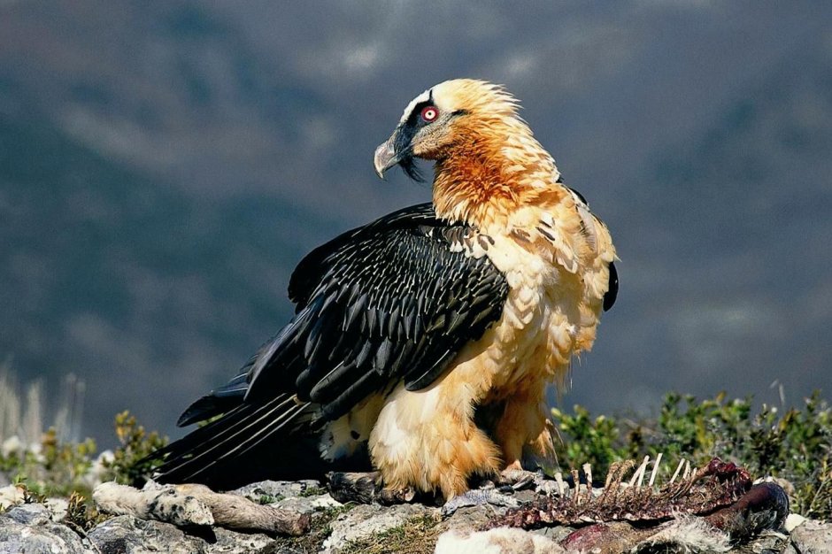 Алтайский горный баран аргали