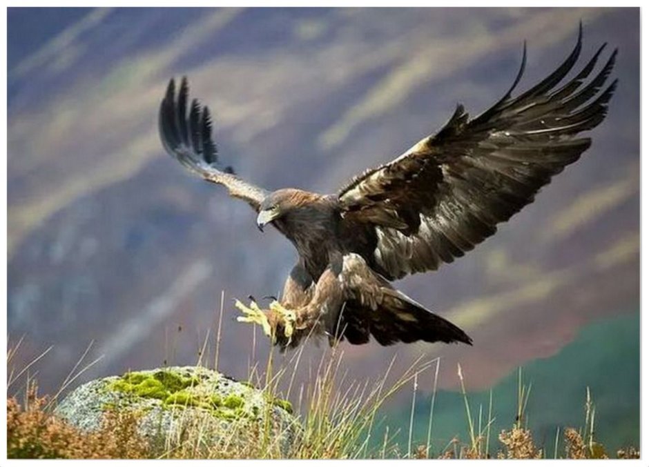 Фестиваль беркутчи Монголия