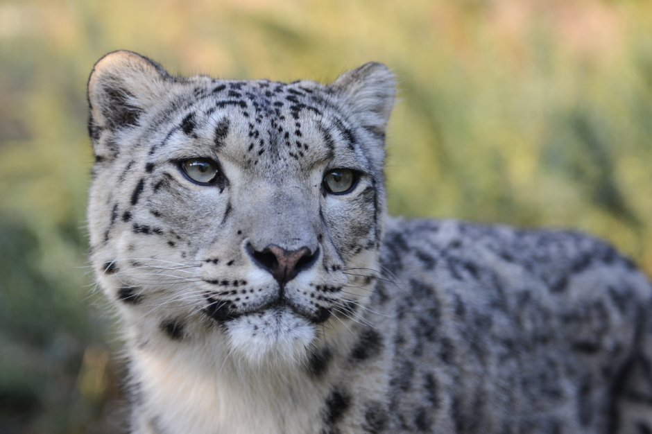 Орлан белохвост Кыргызстан