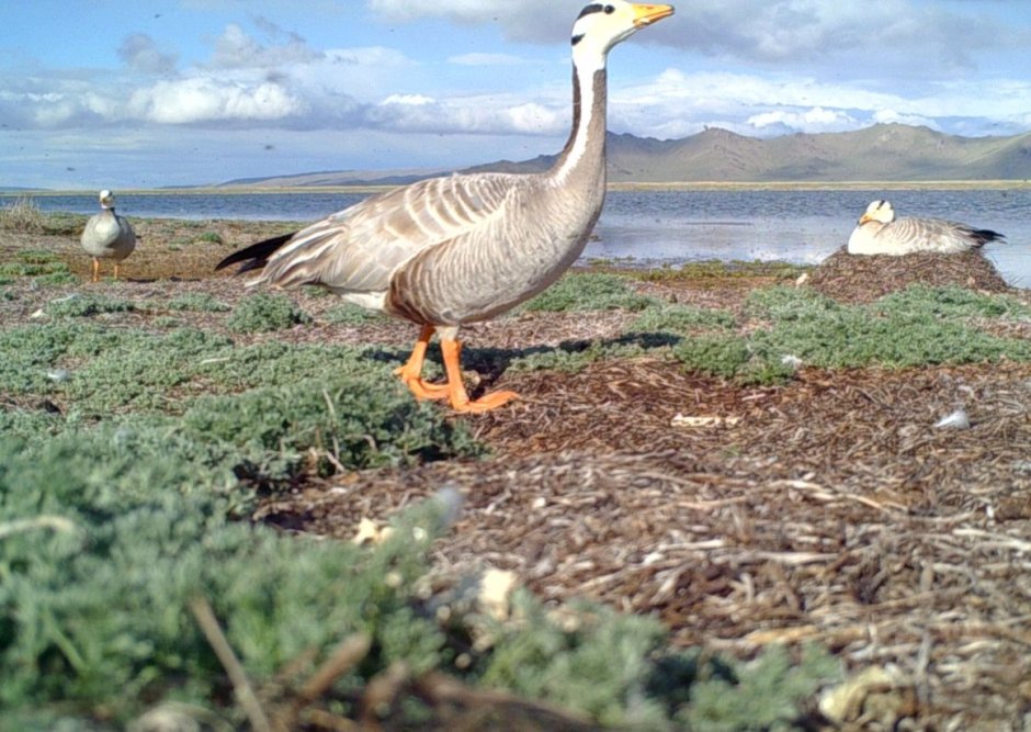 Кекилик чымчык эти