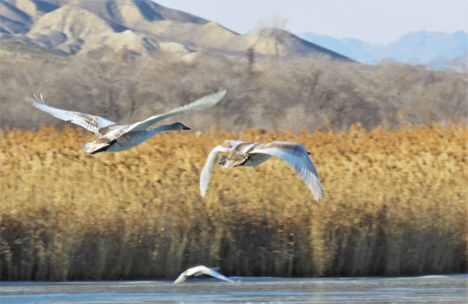 Перелеттные птицы кырг