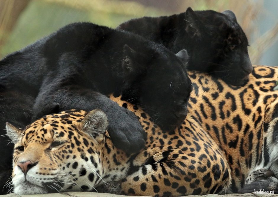 Лев тигр пантера леопард Рысь Пума гепард Ягуар Барс