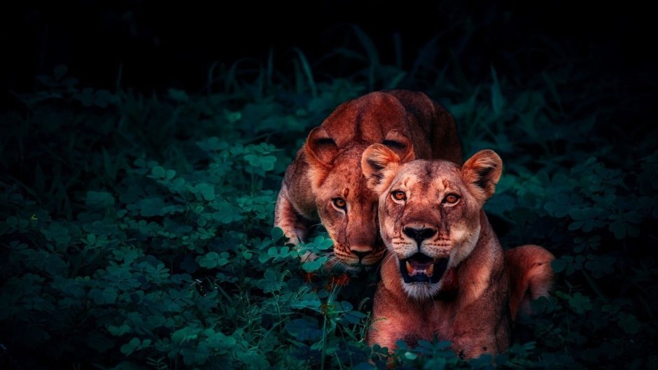 Лев тигр леопард гепард