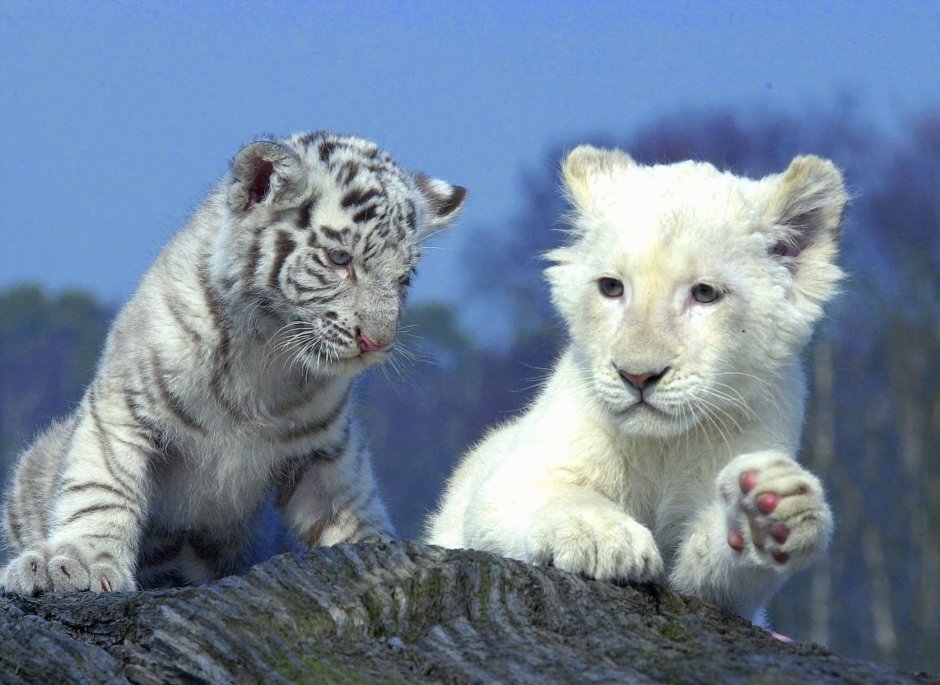 Львица и пантера