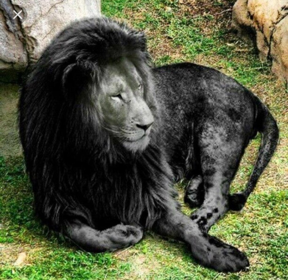 Фиолетовый Тигренок