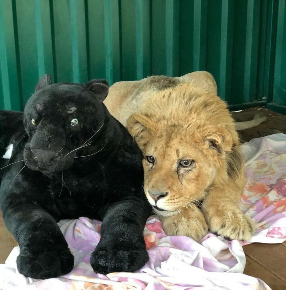 Фиолетовый Лев