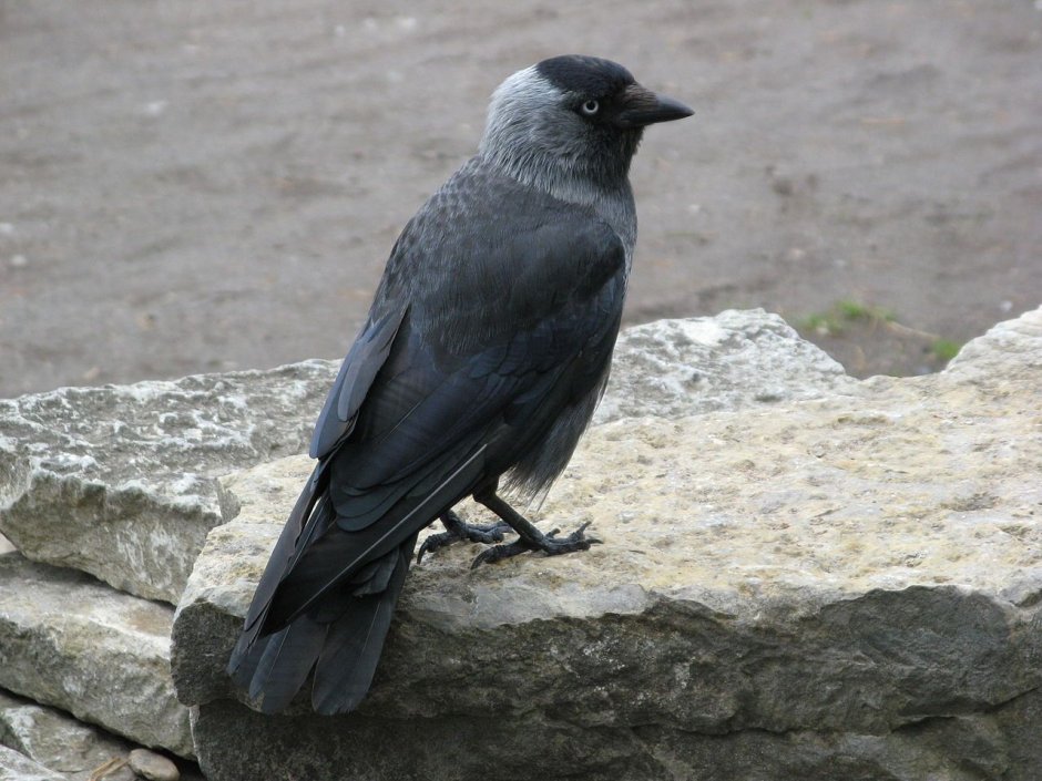 Coloeus monedula Грач