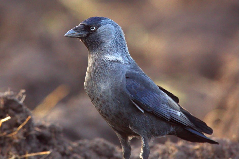 Coloeus monedula