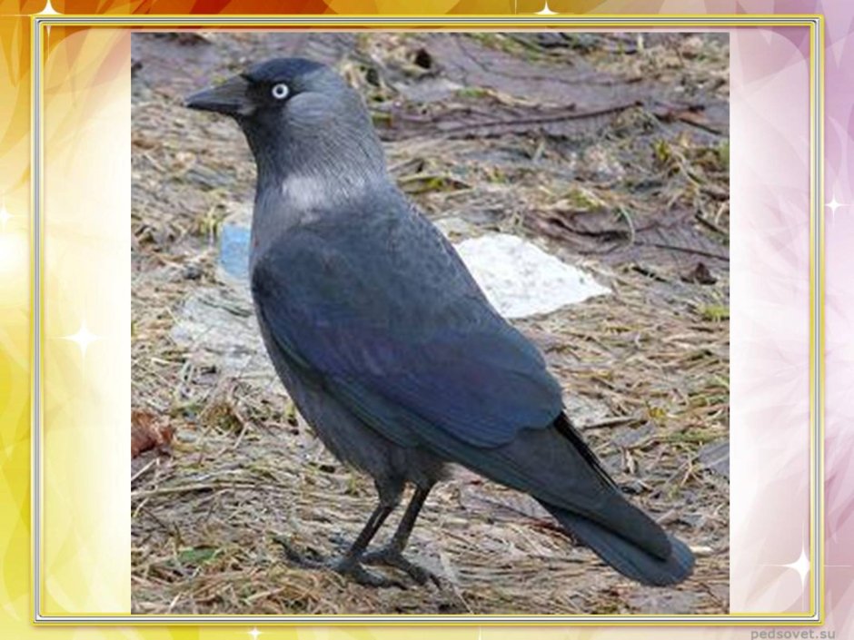 Галка обыкновенная ‒ Corvus monedula