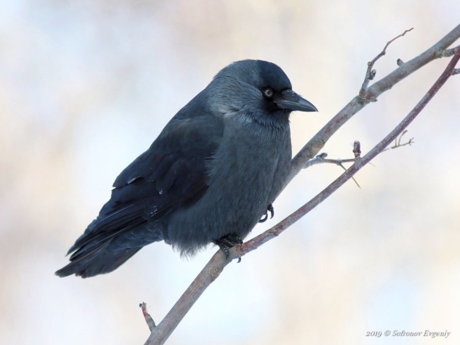 Западная Галка Corvus monedula