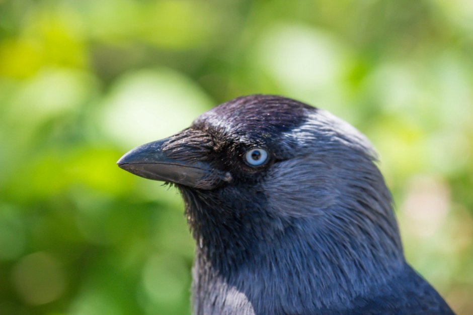Галка (Corvus monedula)