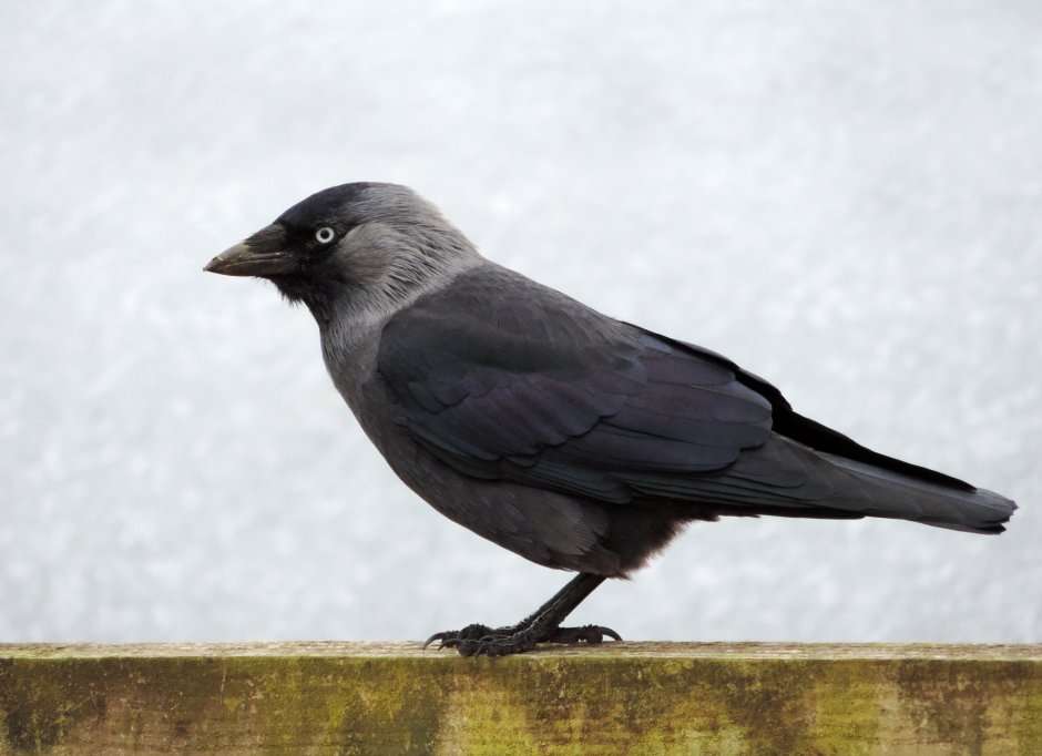 Галка (Corvus monedula)