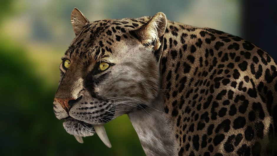 Саблезубая кошка Смилодон