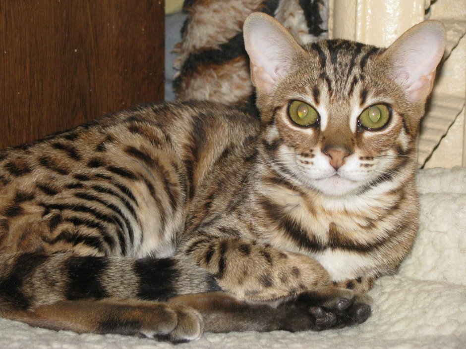 Бенгальская кошка тойгер
