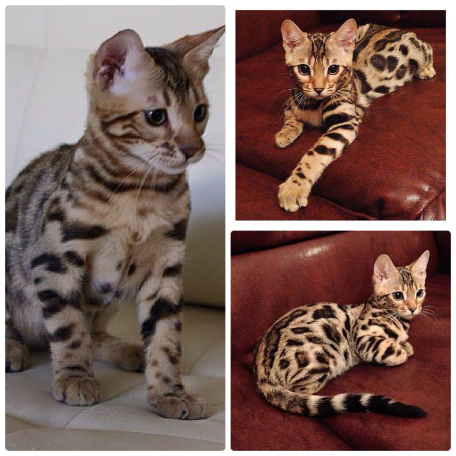 Камышовый кот бенгал