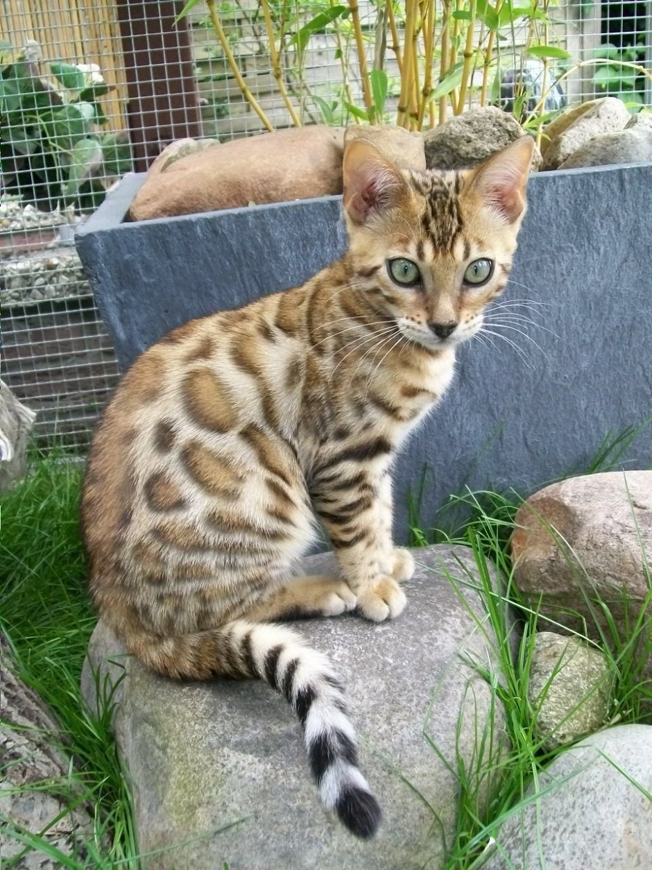 Бенгальская кошка дворняга