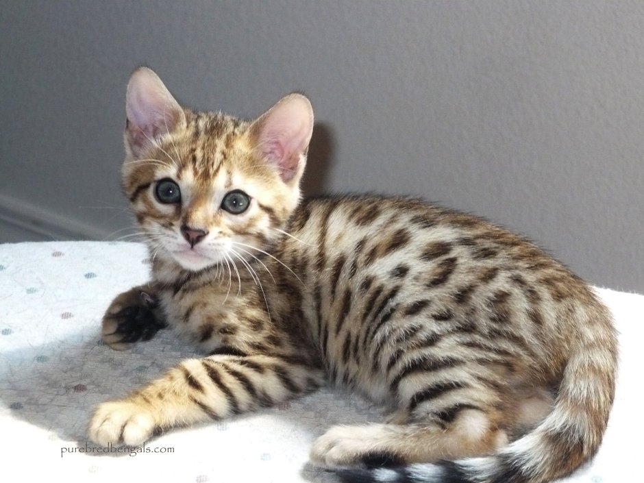 Бенгальский кот