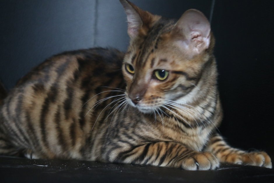 Бенгальский кот