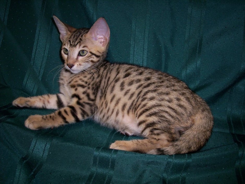 Бенгальская кошка котенок