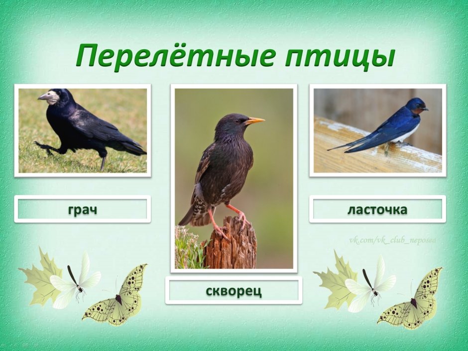 Орлан Орел Коршун