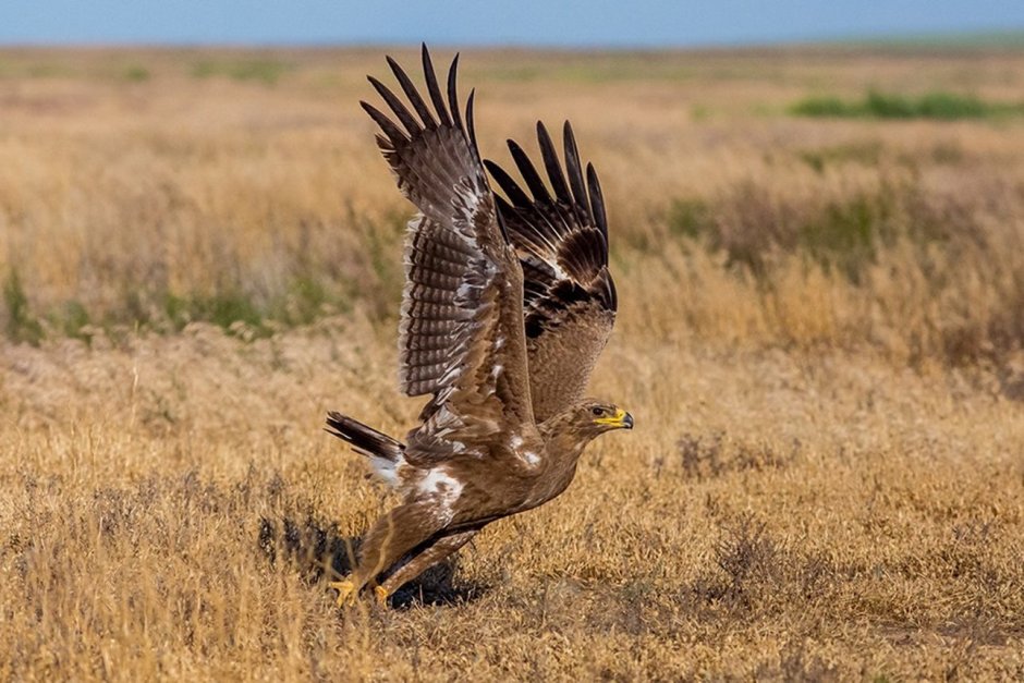 Тетеревятник (Accipiter gentilis)