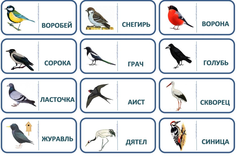 Домино птицы для детей
