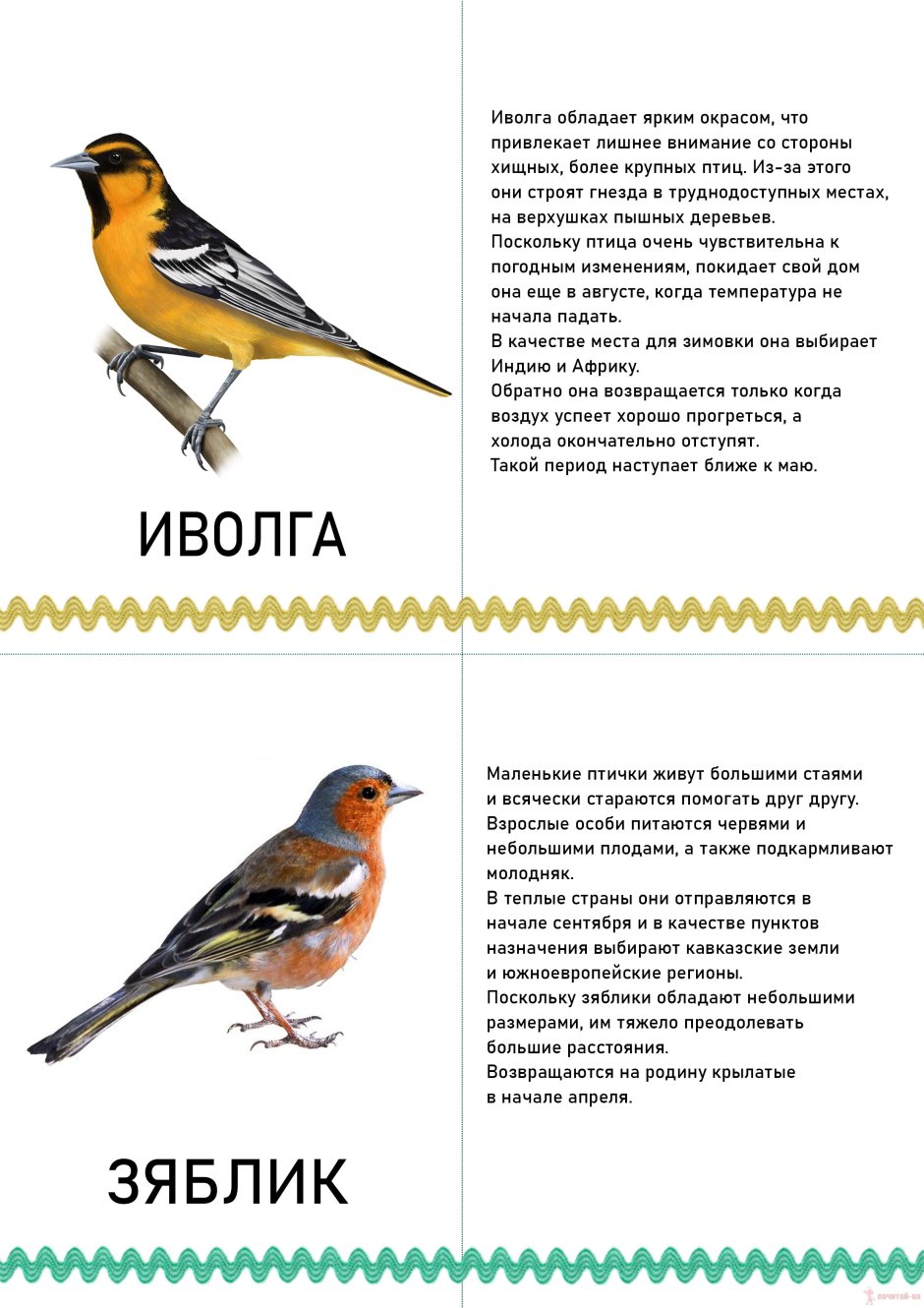 Перелетные птицы весной